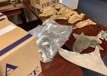 السلطات البانامية تضبط 6 أطنان من الزعانف كانت موجهة للسوق الاسيوية