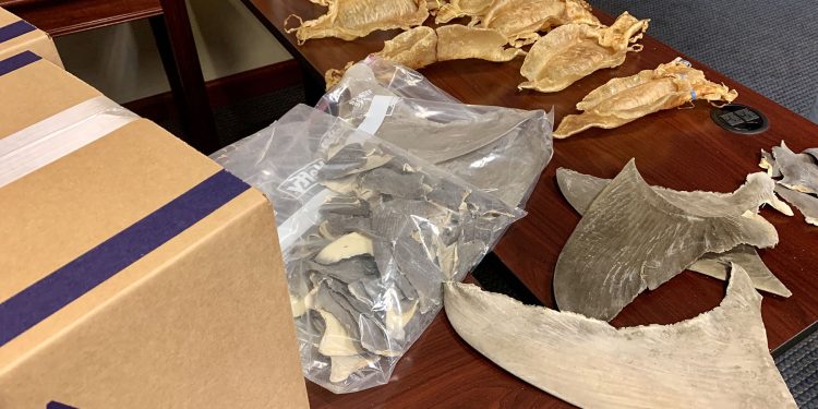 السلطات البانامية تضبط 6 أطنان من الزعانف كانت موجهة للسوق الاسيوية