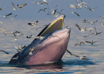 ظهور حوت نادر في خليج المكسيك.. يهدد صناعة النفط الأمريكية