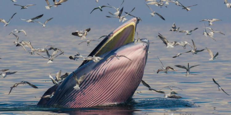 ظهور حوت نادر في خليج المكسيك.. يهدد صناعة النفط الأمريكية