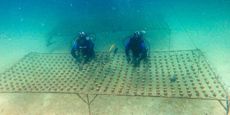 الإمارات: الحفاظ على الشعاب المرجانية .. برامج ومبادرات رائدة ترسخ استدامة الحياة البحرية