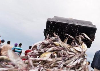 الصيد غير القانوني يكبد موزمبيق خشائر سنوية تقدر ب 70 مليون دولار