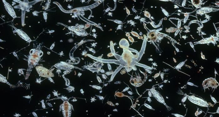 النفايات تغير دورة الفسفور البحري في البحار