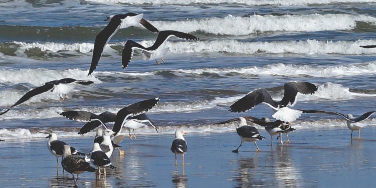 غرفة الصيد المتوسطية تطرح مشروع “SAUVE MED “، لانتشال المنطقة من الهشاشة