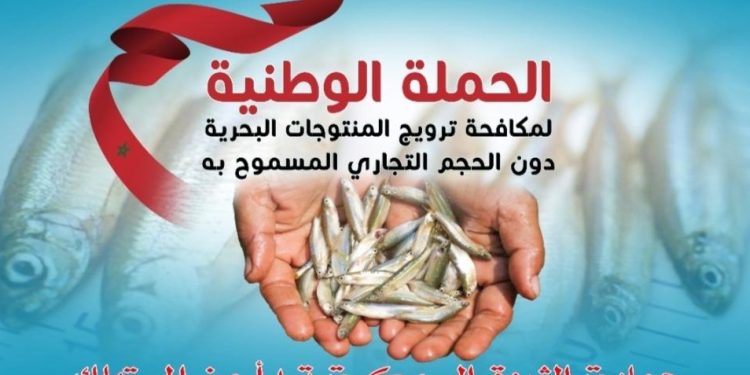 حملة مكافحة ترويج المنتوجات البحرية دون الحجم التجاري المسموح به تحط الرحال بالعيون