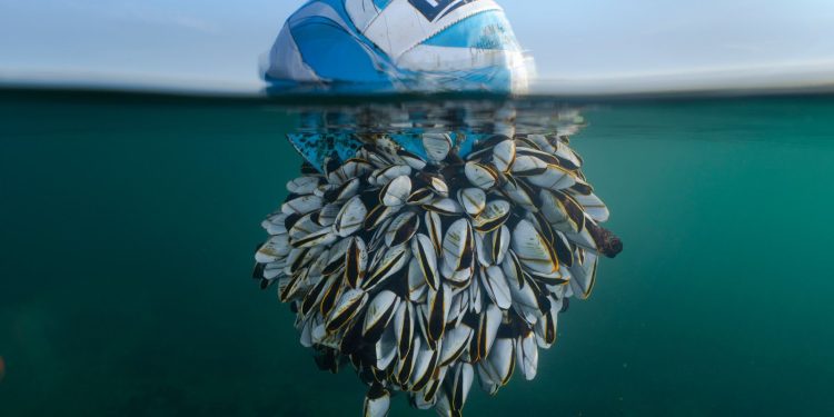 صورة تحصد الجائزة الكبرى في مسابقة الحياة البرية