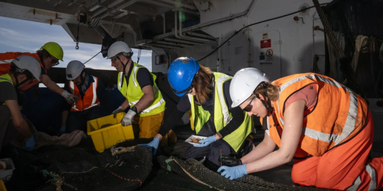 رحلة علمية في أعماق البحر تسفر عن اكتشاف 100 نوع جديد و مخلوقات غامضة