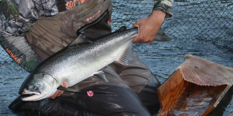 قاعدة البيانات جديدة للحد من صيد السلمون غير القانوني دون إبلاغ ودون تنظيم