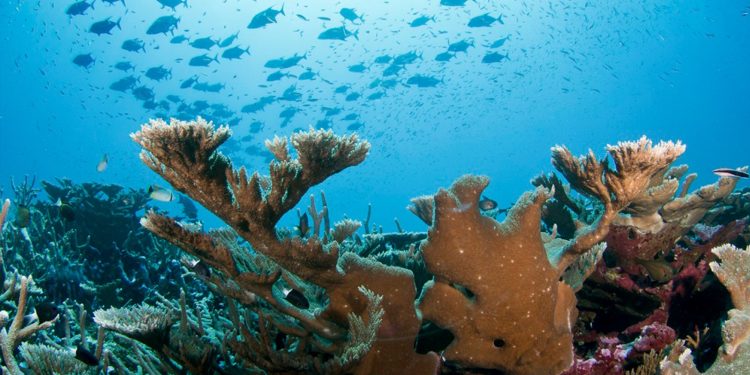 مستقبل المحيطات 2030: الموارد الجينية البحرية وتقاسم المنافع العالمية