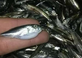 الحسيمة: سمكة الارنب السامة تجتاح مصايد المتوسطي وسط تحذيرات من مخاطرها