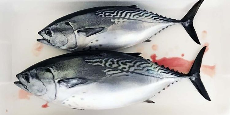 باحثون ينجحون في تعديل وراثي يرفع من جودة أسماك التونة
