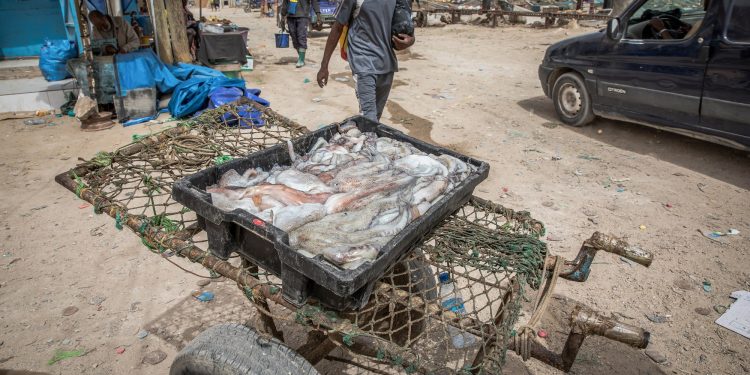 تراجع كبير في صادرات المغرب من الأخطبوط نحو اسبانيا يفتح الباب للمنتوج الموريتاني