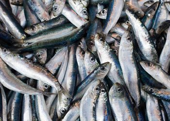 اتفاق بين الفاعلين في الصيد البحري يثير “بطلان” الزيادة في الثمن المرجعي للسردين