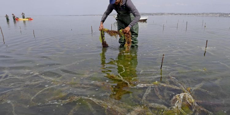 تونس تستعد لاستضافة المؤتمر الإفريقي لتربية الأحياء المائية 2024