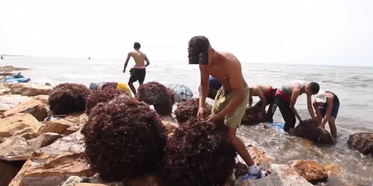 اسفي:انطلاق موسم جمع الطحالب