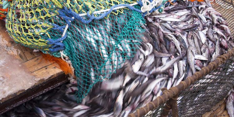 الاتحاد الأوروبي يتدارس توسيع الحظر على المنتجات البحرية الروسية