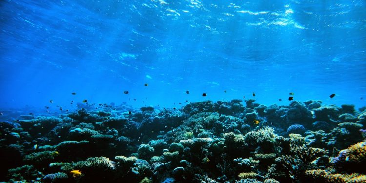 أعماق المحيطات تخفي ظاهرة مدمرة للنظم الايكولوجية على مستوى”عمق تعويض الكربونات”