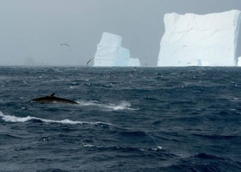 بعد نصف قرن ، صيد أول حوت زعنفي بالمجال البحري لليابان