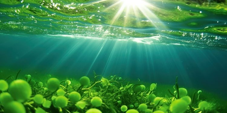 علاقة الأوكسجين مع حالة مخزون العوالق النباتية البحرية