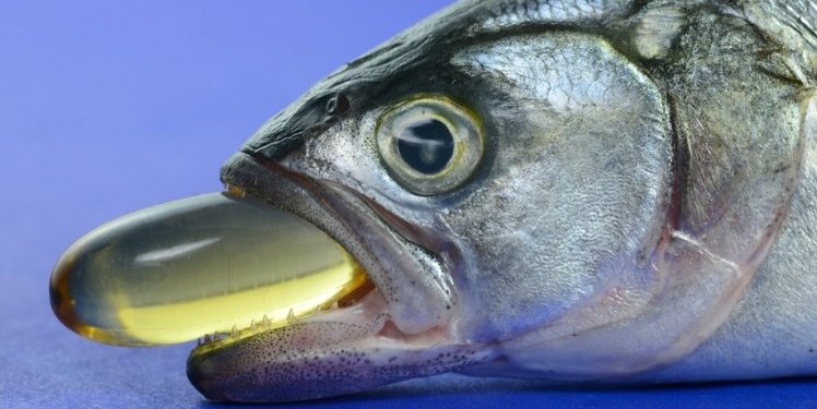 علماء يبحثون إمكانية استخدام بدائل زيت السمك في إنتاج أسماك المستزرعة