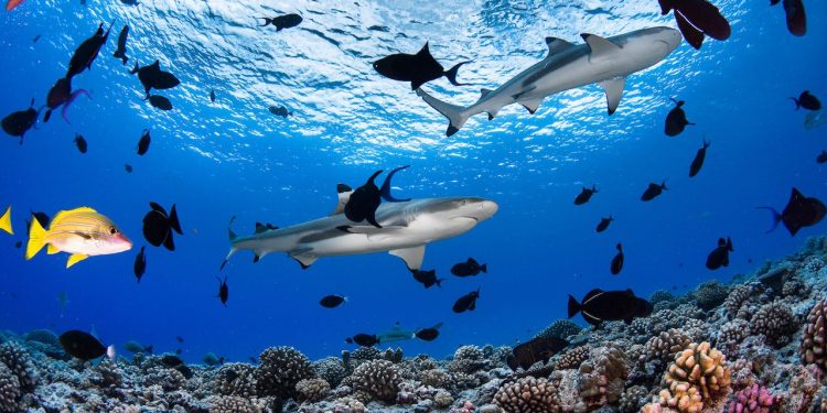 دراسة: إحترار المحيطات يدفع أسماك القرش إلى مغادرة موائل الشعاب المرجانية