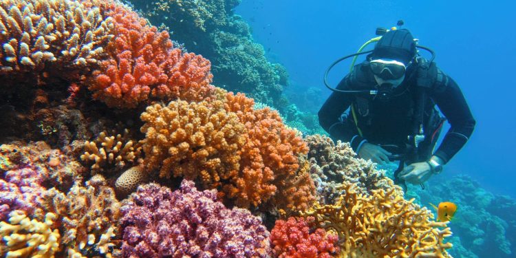 باحثون : الشعاب المرجانية سبب اختفاء البلاستيك في المحيطات