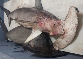 اسفي: مصالح المراقبة تحبط محاولة تهريب كمية من قروش أبو مطرقة