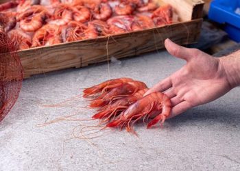 المفوضية الأوربية تعمق من جراح قطاع الصيد بالجر الاسباني و تقلص حصص صيد الروبيان الاحمر
