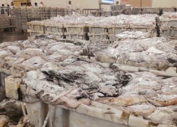 بعد تجميد صيد السردين، مفرغات الأخطبوط تنعش ميناء طانطان