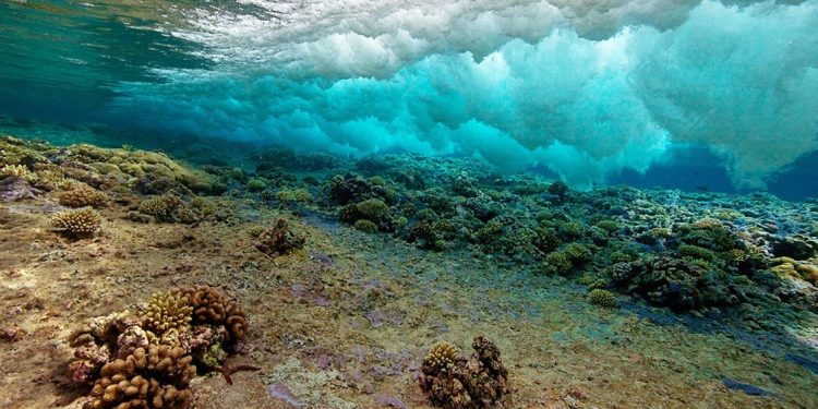 دراسة تسلط الضوء على الإدارة المستدامة للمناطق البحرية المتوسطة العمق