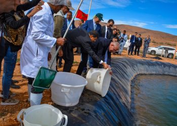 مجلس الحكومة يصادق على مرسوم تربية الأحياء المائية في المياه البرية