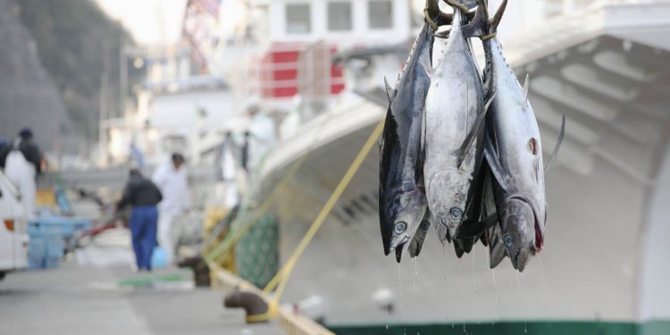 الاتحاد الاوربي يجدد صفقة استغلال مصايد التونيات مع الرأس الاخضر بقيمة تتجاوز مليوني يورو