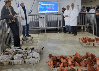 اسفي: الرقمنة تتجح في تجويد الخدمات و تحسين الاداء داخل سوق السمك للبيع بالجملة