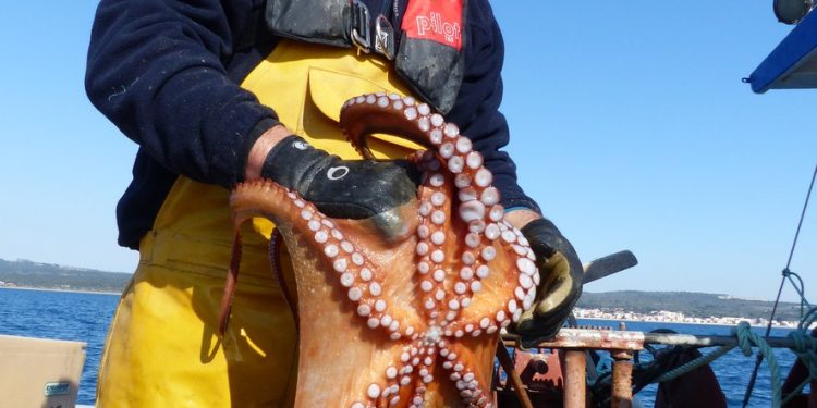 البرتغال تعلن عن تدابير جديدة لاستدامة مخزون الاخطبوط