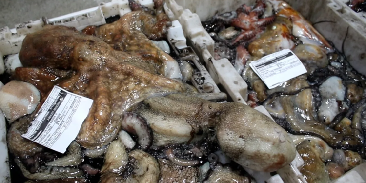 مندوبية الصيد البحري بآسفي تضع شروطا تنظيمية وتقنية لمواكبة افتتاح موسم صيد الأخطبوط الشتوي برسم سنة 2026