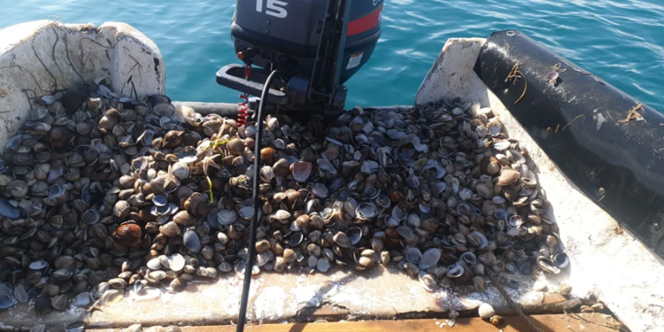 مقرر وزاري بتعليق ومنع صيد “البرير الصغير” بين رأس كبدانة والسعيدية إلى غاية 31 أكتوبر 2026