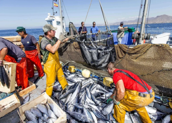 الصيد البحري.. تسويق منتجات بقيمة 10,11 مليارات درهم في 2025