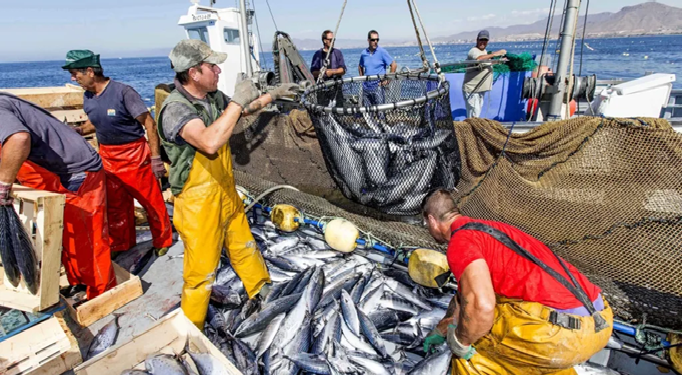 الصيد البحري.. تسويق منتجات بقيمة 10,11 مليارات درهم في 2025