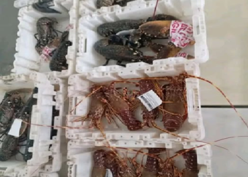 تمديد الراحة البيولوجية لكبار القشريات إلى نهاية فبراير على طول السواحل المغربية