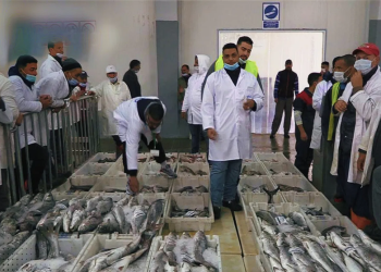 اسفي: ارتفاع مفرغات الصيد البحري … وتراجعها بالصويرة خلال سنة 2025