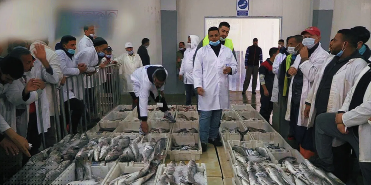 اسفي: ارتفاع مفرغات الصيد البحري … وتراجعها بالصويرة خلال سنة 2025