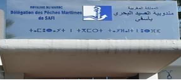 مندوبية الصيد البحري باسفي تعتمد حزمة من التدابير لإنجاح موسم الأخطبوط