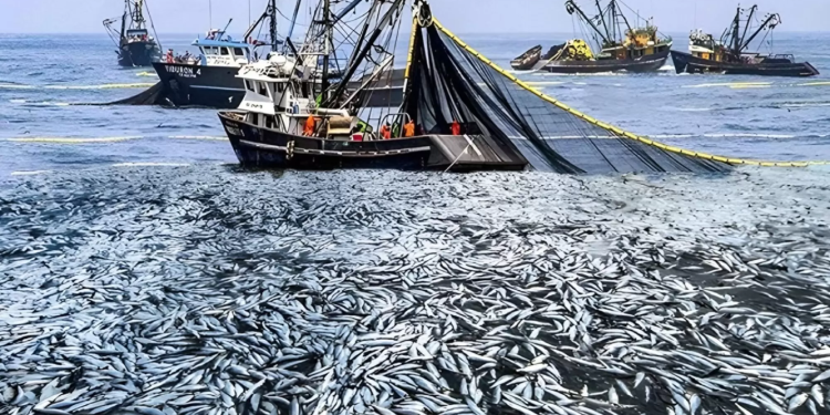مداخيل الصيد الساحلي تتجاوز 2,36 مليار درهم