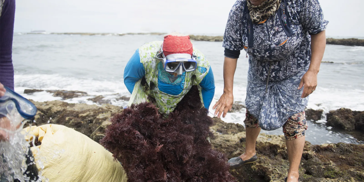 طفرة «الربيعة» بالأطلسي مقابل انهيار بالمتوسط