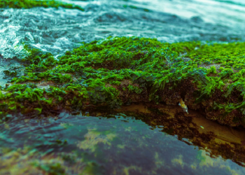 الذكاء الاصطناعي لحماية سدود المغرب من الطحالب السامة