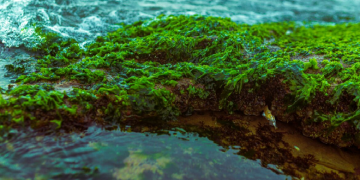 الذكاء الاصطناعي لحماية سدود المغرب من الطحالب السامة