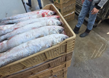 الداخلة.. حجز أزيد من طنين من سمك “البوري” في طريقه إلى السوق السوداء