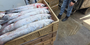 الداخلة.. حجز أزيد من طنين من سمك “البوري” في طريقه إلى السوق السوداء