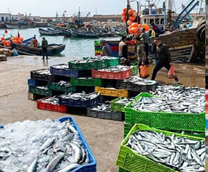 تفريغ وتسويق 340 طنًا من أسماك الأنشوبة بميناء آسفي