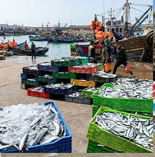 تفريغ وتسويق 340 طنًا من أسماك الأنشوبة بميناء آسفي